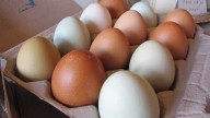 A nationwide salmonella outbreak is affecting mostly Californians. Here’s how to check your eggs