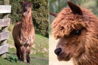 The Oldest Alpaca In Captivity Credits Long Life to Luxurious Lifestyle