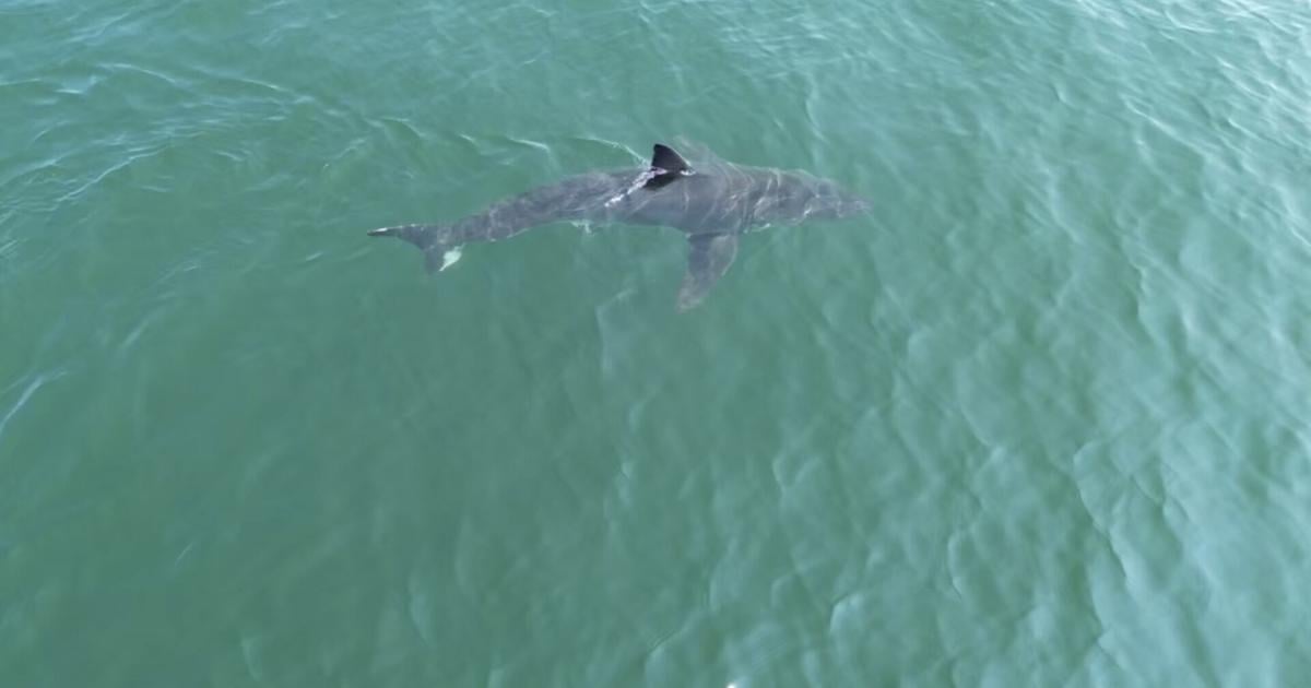 Great white shark is seen near popular beaches in Maine, sparking a warning from police