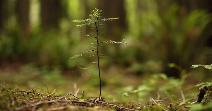 Canada 2-billion tree program update