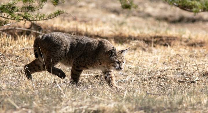 Environment Report: That Time Bobcats Dined on San Diego Zoo Animals  