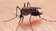 Mosquitos test positive for West Nile Virus in Berks County