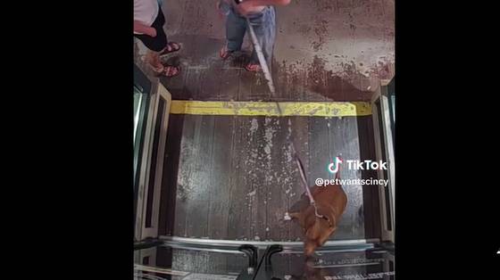 Loyal pups make pet store a TikTok sensation