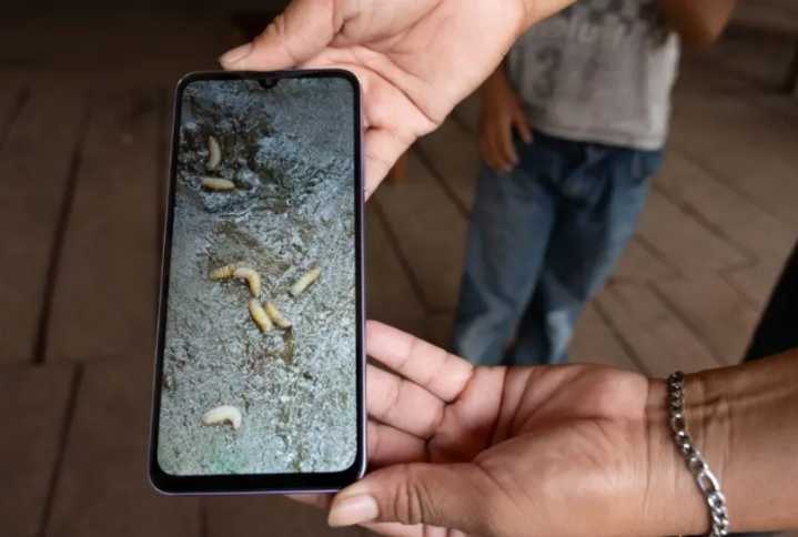 En México aumentan a 39 los casos de miasis en humanos