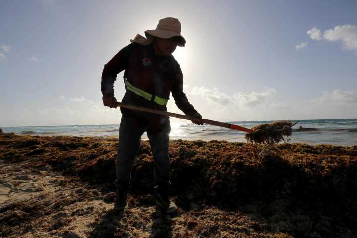 Acuerdan en México coordinación latinoamericana y de UE para afrontar sargazo en el Caribe
