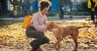 Qué significa que un perro te siga en la calle y cuál es la razón poco conocida