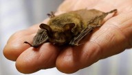 Bat tests positive for rabies in Mississauga