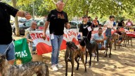 El concurso de galgos, una tradición viva que llega siempre en fiestas