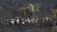 «Desolación» entre los apicultores