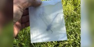 One of the rarest dragonflies in North America found in Bollinger Co., Mo.