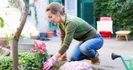 All gardeners who suffer with pests urged to plant 'sacrificial flower'