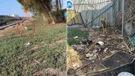 California Freeway Dog Spent Days Beside The Ramp Until Someone Finally Stepped In