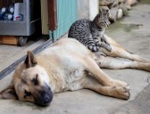 Así puede participar en la fiesta que recauda fondos para ayudar a animales en adopción