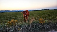 Sesión fotográfica en el campo