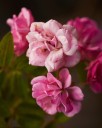 A mysterious rose survived Hurricane Katrina and spread throughout the US. Its origins are still unknown