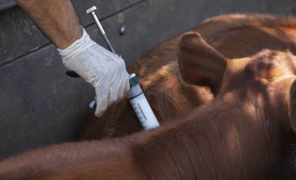 Barrera sanitaria y vacunación antiaftosa: dos caras de una misma moneda