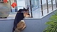 Video captó angustioso momento en el que un perro por poco cae de un balcón en Sincelejo