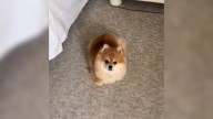 California Woman Notices Unexpected Changes In Her Dog After Bringing Home A Cat