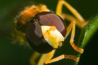 KY Will Soon Be Rid of Sweat Bees But Don't Call Them That