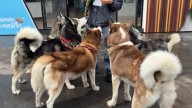 Expopet 2025: Diez Años Celebrando La Vida De Los Animales De Compañía