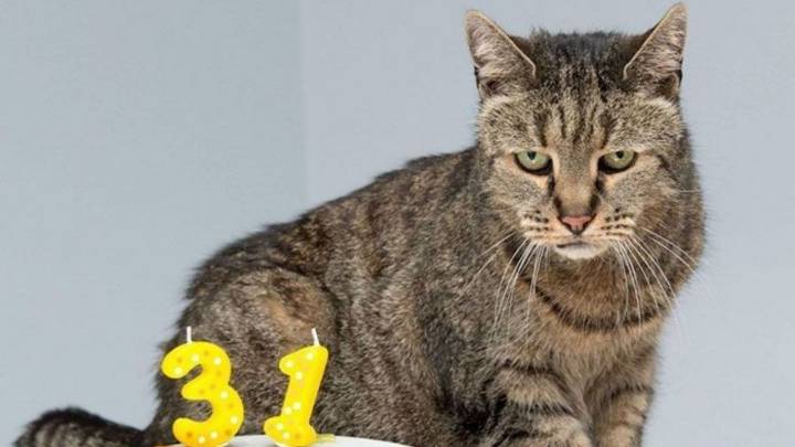 ¿Cómo cuidar a un gato en la tercera edad, según veterinario?