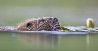 Beavers to be reintroduced to this place for first time in 400 years