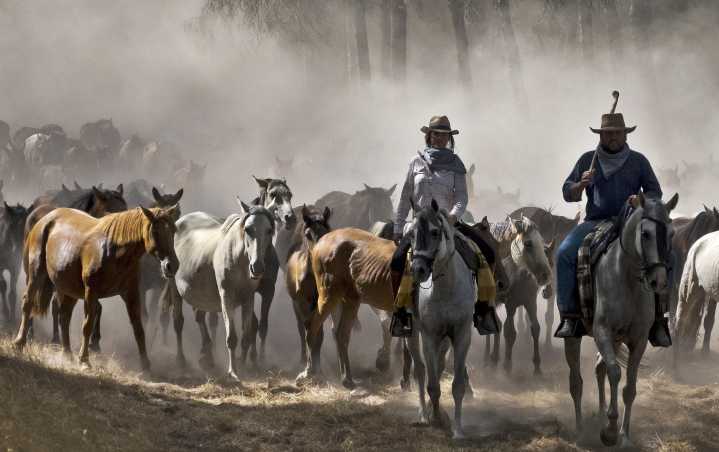 Hinojos prepara la recogida de 450 yeguas y potros que recorrerán el municipio en uno de los eventos mágicos de Doñana