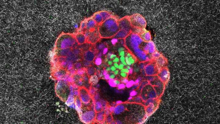 Embryos small but mighty, first live videos show