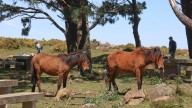 El caballo de monte, la desbrozadora más eficaz de la Serra da Capelada: «O silvopastoreo é o que mellor funciona contra os incendios»