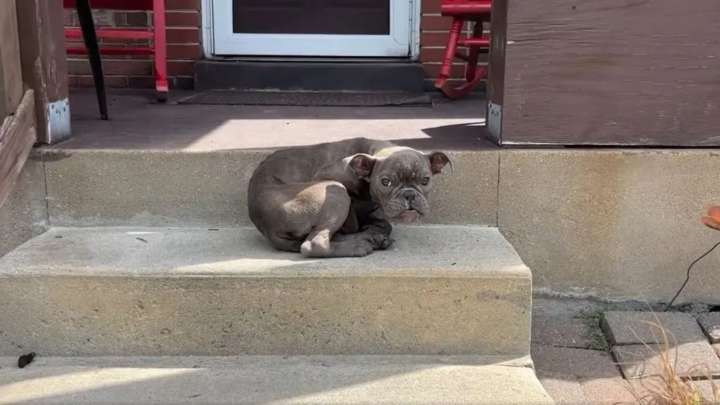 Scared Puppy Waits On A Missouri Porch Until Kindness Finally Reaches Her