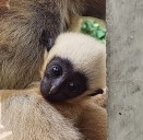 See Akron Zoo white-cheeked gibbon parents select name for their baby (photos)