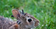 Mutated ‘Frankenbunnies’ Spotted With Tentacles Sprouting From Their Faces