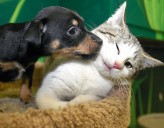 Foster homes urgently needed for shelter pets recovering from surgery