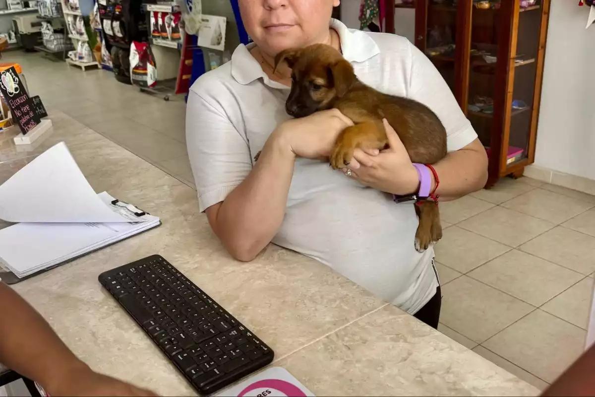 Rescatan a “Campechana”, perrita víctima de maltrato animal en Campeche; dueño la arrastraba con una soga