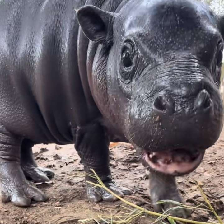 Mars, Viral Baby Hippo Video 