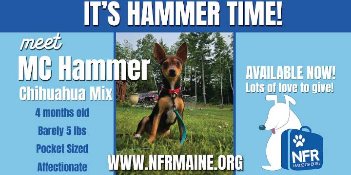 NFR Maine: Meet MC Hammer!