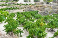 La uva moscatel de Teulada recupera un 60% de producción tras la sequía en 2024