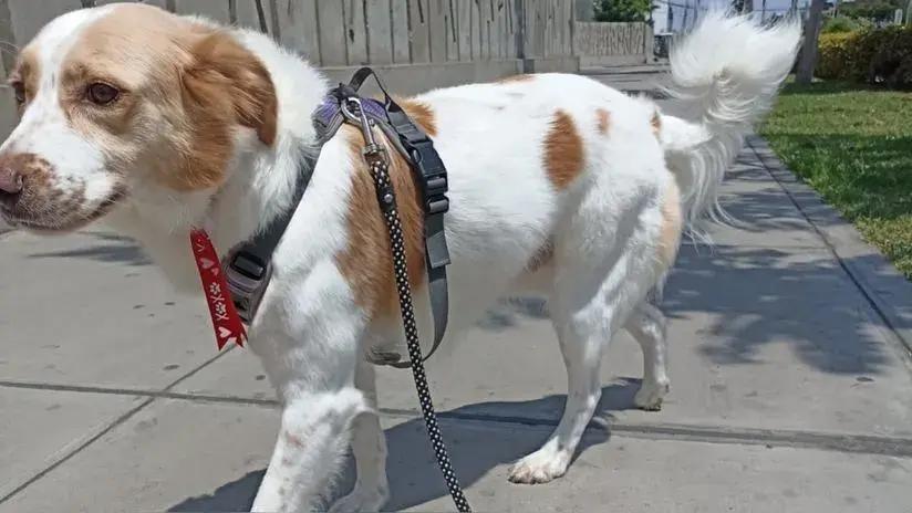 Pleno del Congreso aprueba reconocimiento del perro pastor Chiribaya como patrimonio cultural de la Nación