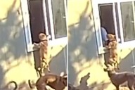 Security Cam Captures Dog's Desperate Attempt to See Owner in Office