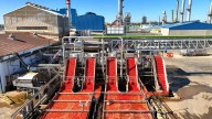Preocupación en el sector del tomate ante posibles ventajas arancelarias para sus derivados