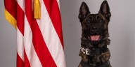 K-9 stabbed multiple times while arresting attempted murder suspect in SC