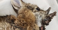 Rabbits are sprouting virus-induced "horns" in Colorado. Here's why scientists say there's no reason to panic.
