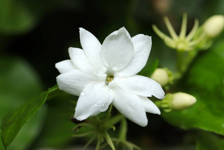 It's Not Too Late—7 Flowers You Can Plant in August for a Garden That Lasts Into Fall