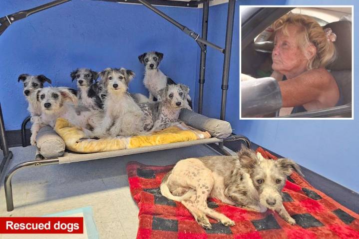 Two dozen neglected dogs rescued from stomach-turning Long Island hoarder house that was busted in 2017: 'She won't stop'
