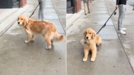 Illinois Golden Retriever Refuses To Leave After Thinking His Mom Was Going Away For Good