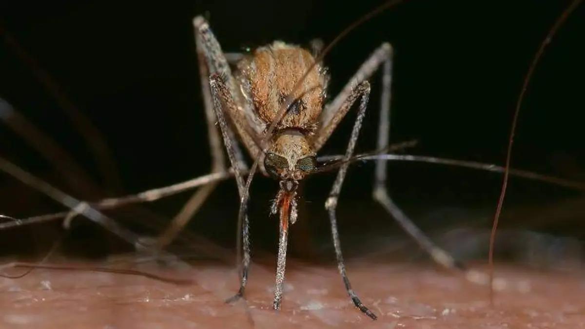 Aumentan a 160 casos de dengue en Sonora, sin registrar defunciones