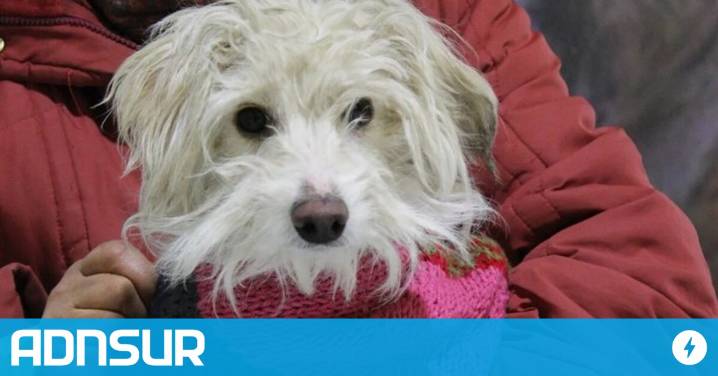 16:16 Comodoro: el servicio de castración gratuito estará esta semana en Bella Vista Sur
