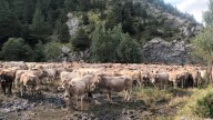 Las vacas colapsan la rotonda de Cerler en su traslado desde el Valle de Benasque