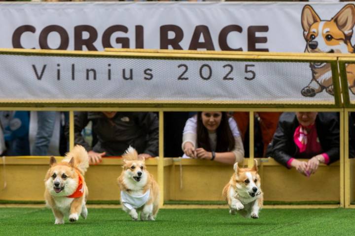 Little legs, big dreams: More than 100 teams compete in Lithuania's international Corgi race