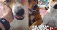 “Ojalá su negocio sea el más próspero”: tendera alimenta a un perro callejero y al día siguiente regresa con un amigo